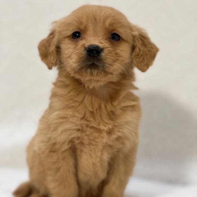 Brayden - Golden Retriever Male
