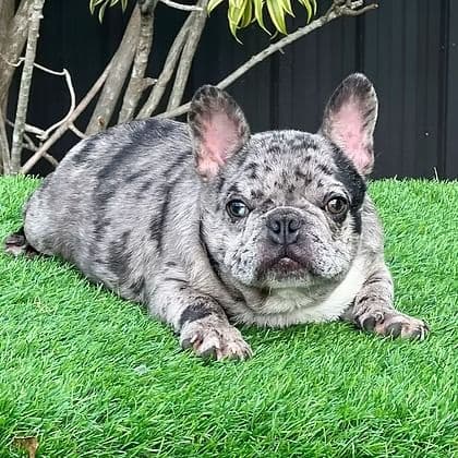 Ozzy - French Bulldog Male