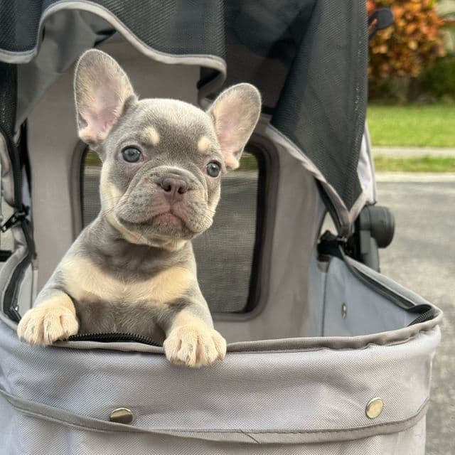 Apple - French Bulldog Female