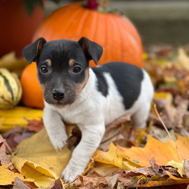 Jasper - Jack Russell Terrier Male