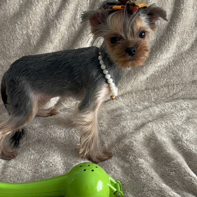 Micro size Russian Rose Selena - Yorkshire Terrier Female