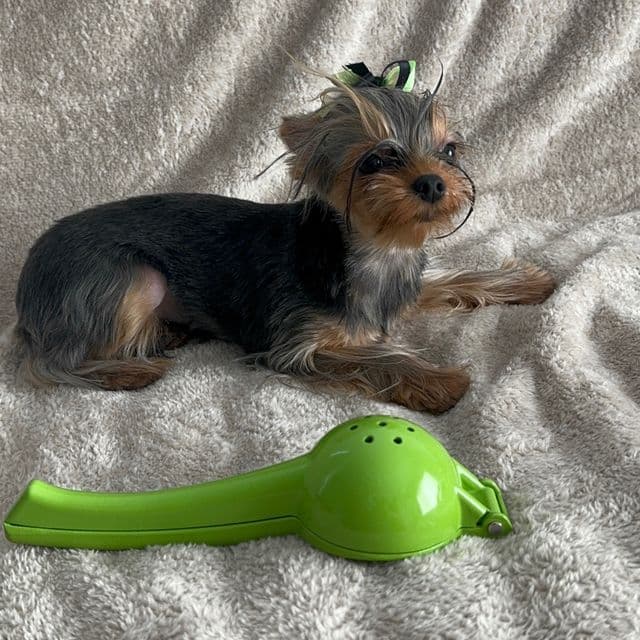 Micro Bella Rose - Yorkshire Terrier Female