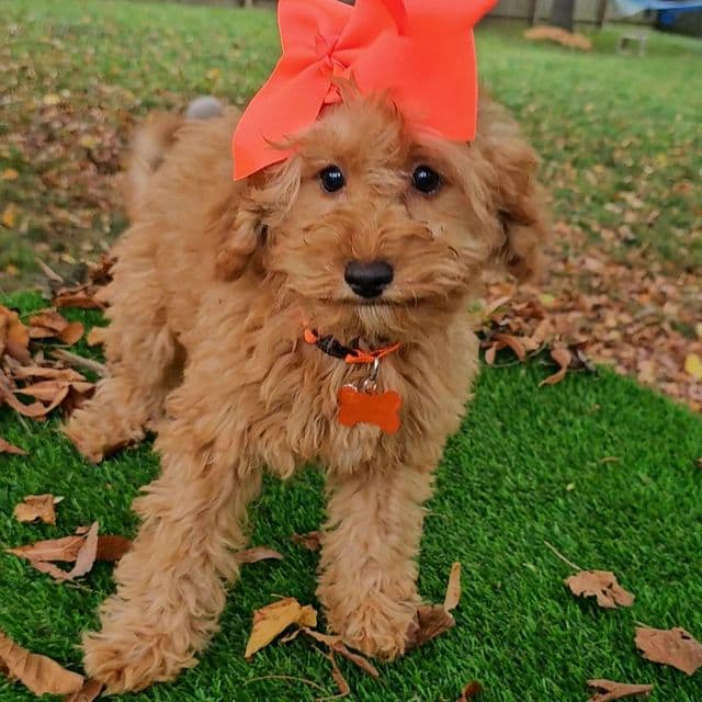 Gloria (Mini) - Goldendoodle Female
