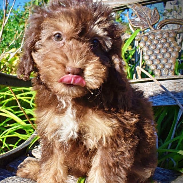 Charms - Havapoo Female