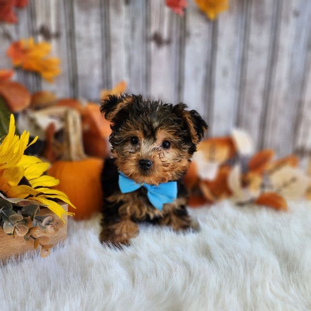 Noah - Yorkshire Terrier Male