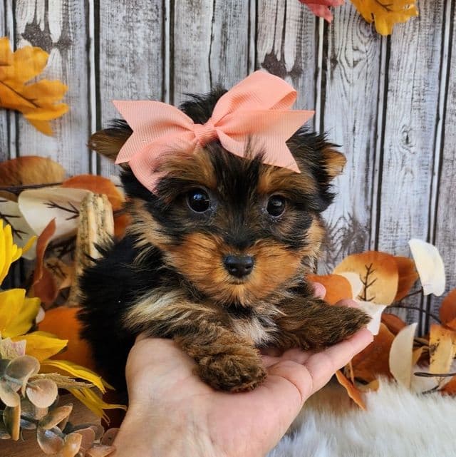 Tiny Pebbles - Yorkshire Terrier Female