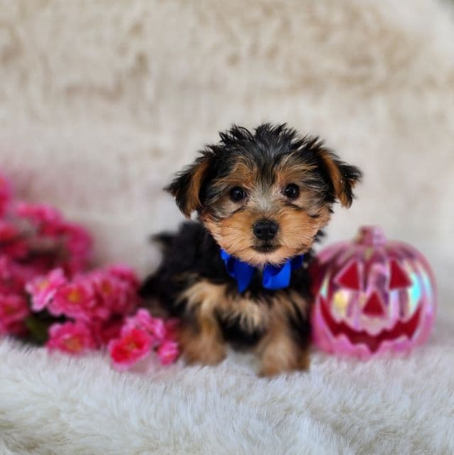 Milo - Morkie Male