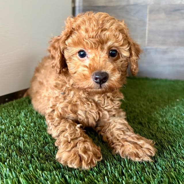 Toby - Toy Poodle Male