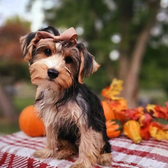 Noni - Yorkshire Terrier Female