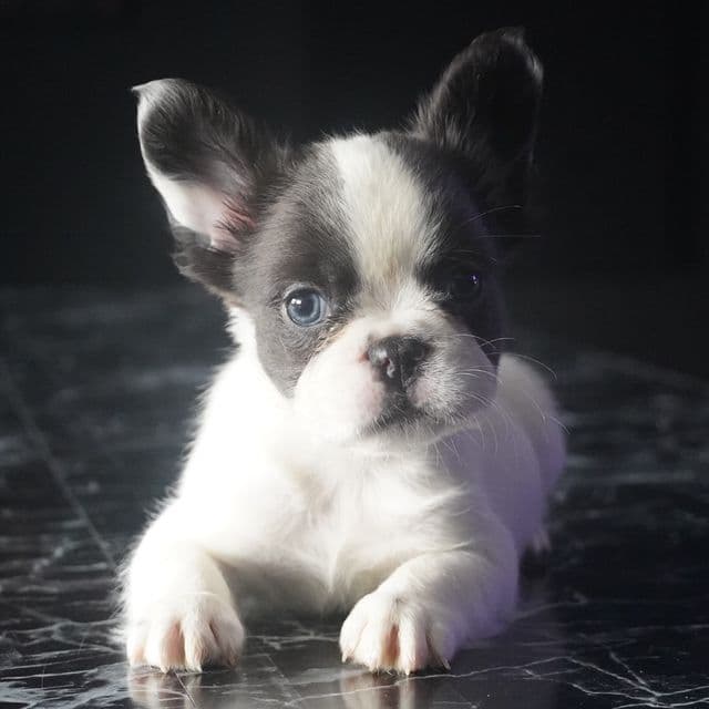 The CeleBBulliez - French Bulldog Male