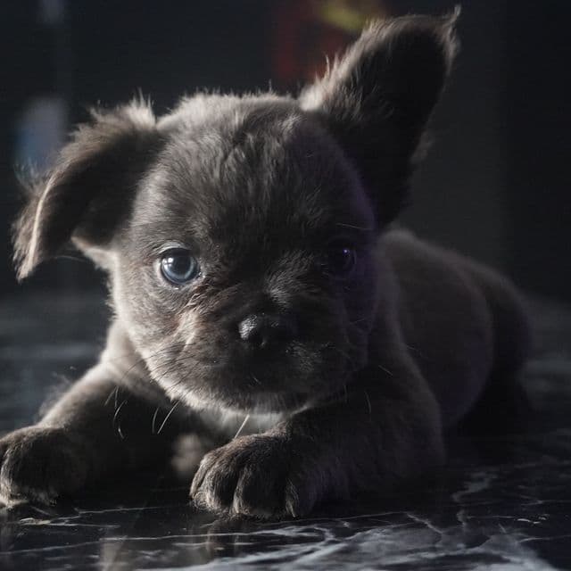 The CeleBBulliez - French Bulldog Female