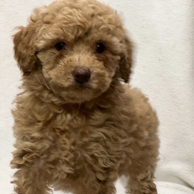 Muffin - Shih-Poo Female