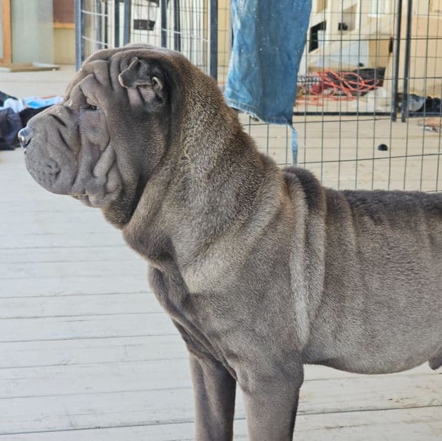 Bruno - Miniature Shar-Pei Male