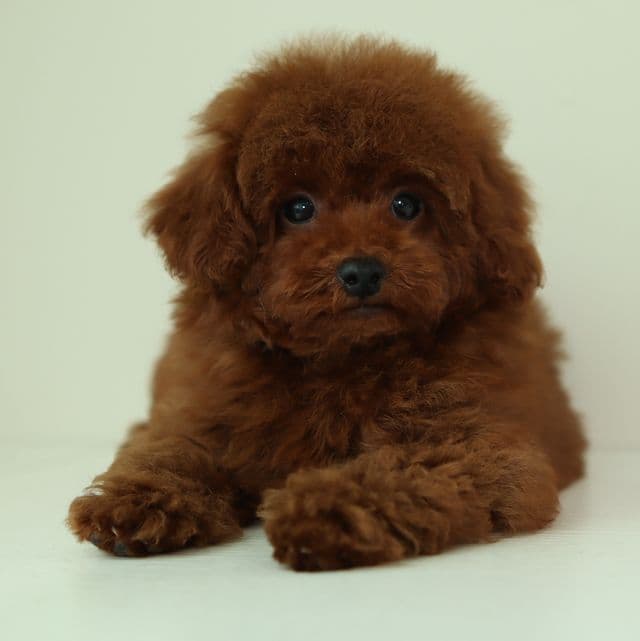 MARCEL – DEEP RED TOY POODLE - Toy Poodle Male