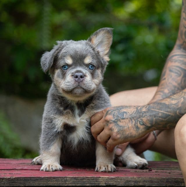 Misha - French Bulldog Male