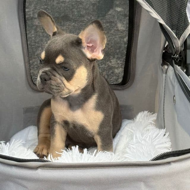 Cody - French Bulldog Male