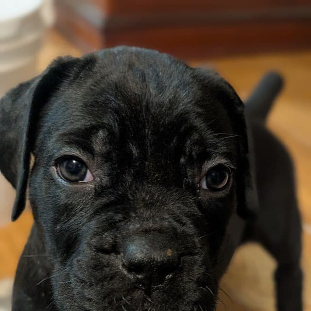 Athena - Cane Corso Female