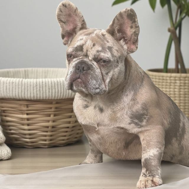 Puppy 3 - French Bulldog Female