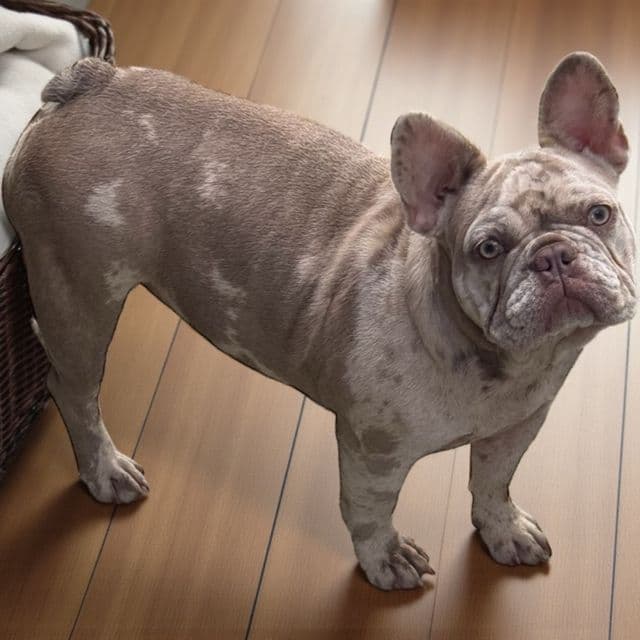 Puppy 7 - French Bulldog Female
