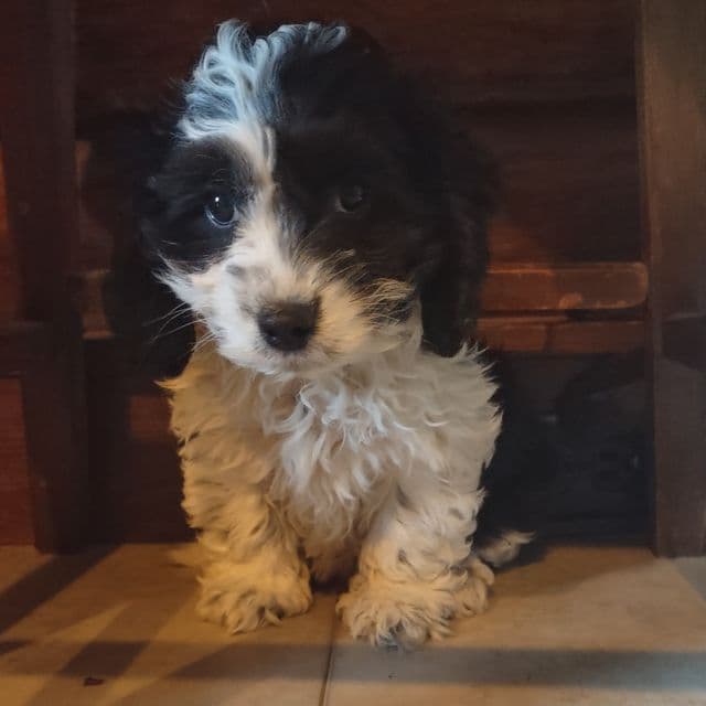 Tucker - Cockapoo Male