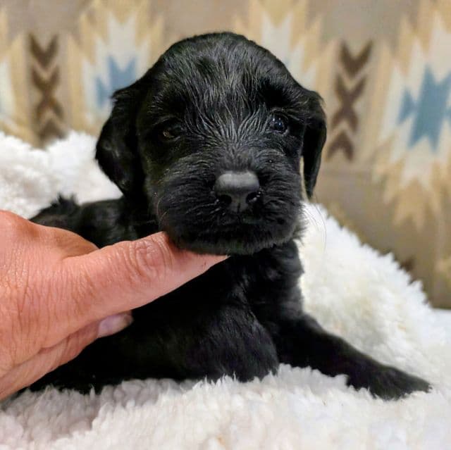 Charlie-mini - Portidoodle Male