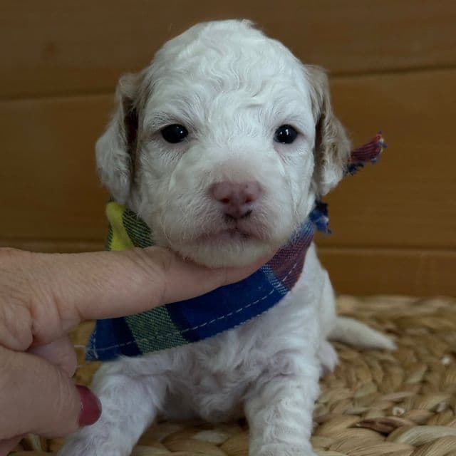 Zaras-Green-boy - Goldendoodle Male
