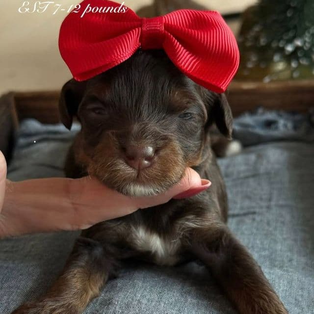 Kaylie’s Lavender Girl - Goldendoodle Female