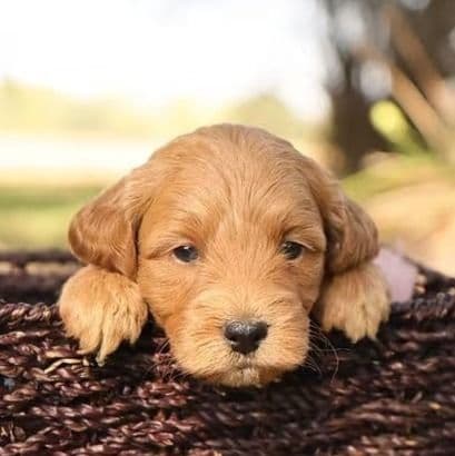 Misty - Goldendoodle Female