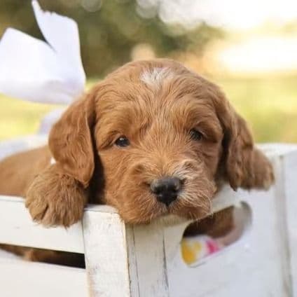 Oakley - Goldendoodle Male