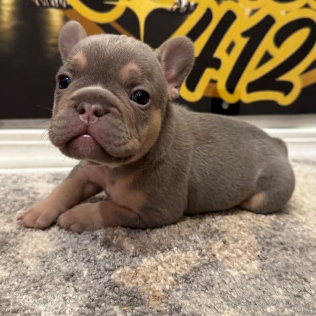 Sinclair - French Bulldog Male