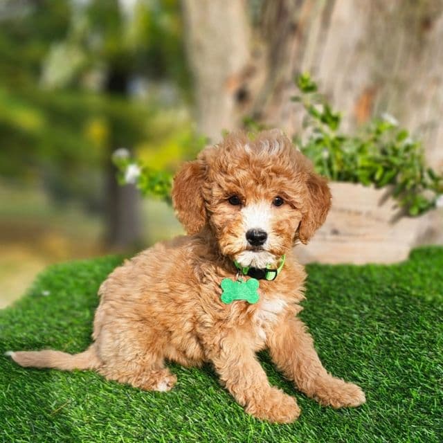 Cameron (Mini) - Goldendoodle Male