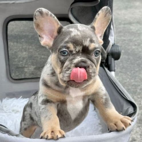 Six - French Bulldog Male