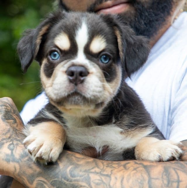 SANJI - French Bulldog Male