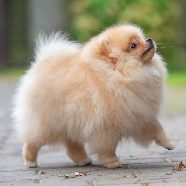 Sugar - Pomeranian Female