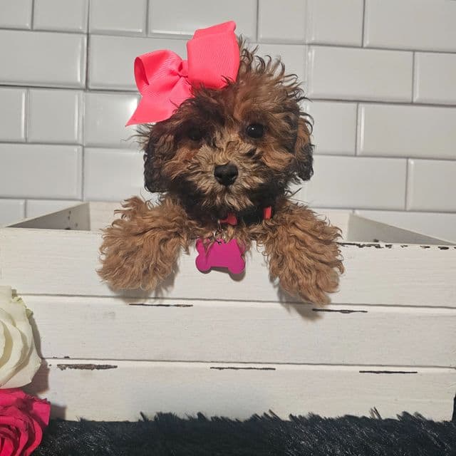 Cocoa - Toy Poodle Female