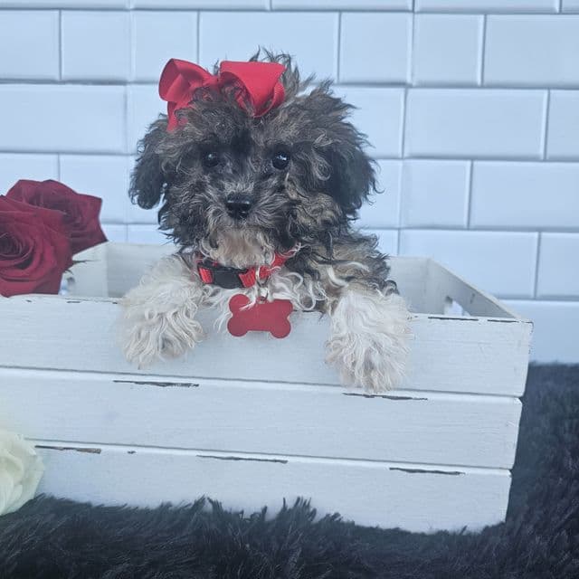 Mimi - Toy Poodle Female