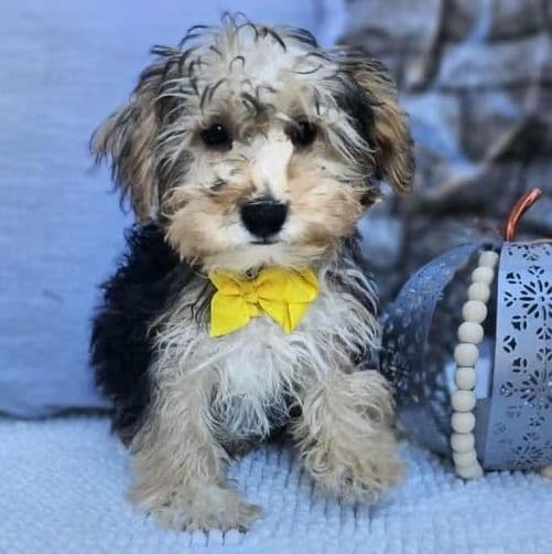 Alec - Yorkshire Terrier Male