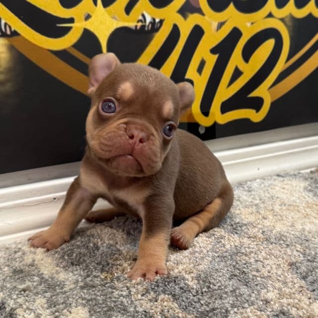 Buddy The III - French Bulldog Male