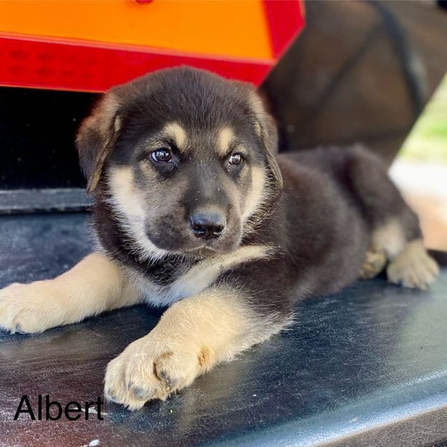 Albert - German Shepherd Dog Male