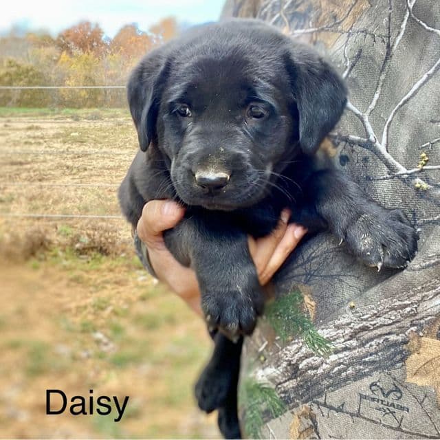 Daisy - Labrador Retriever Female