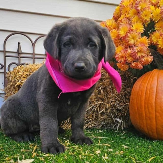 Chocolate - Labrador Retriever Male