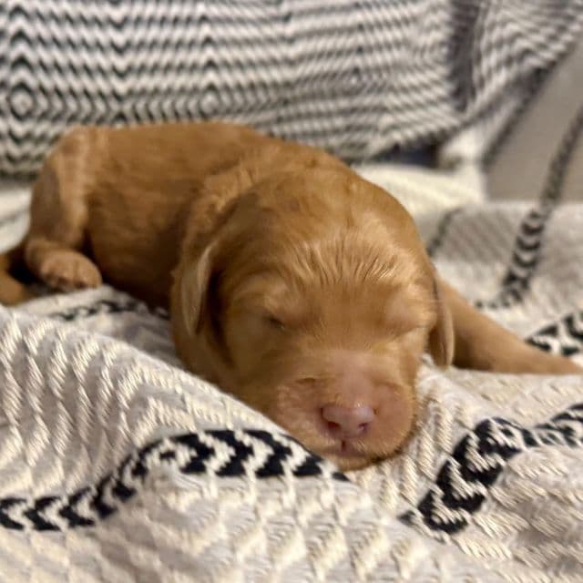 Daisy - Mini F1B - Goldendoodle Female