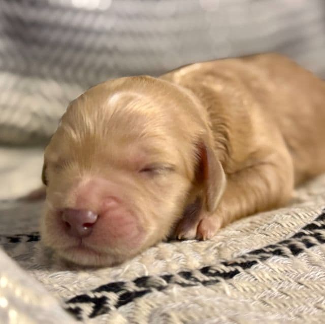 sadie - Goldendoodle Female