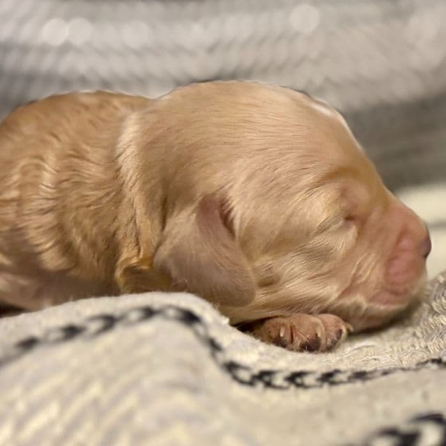 Penny - Goldendoodle Female