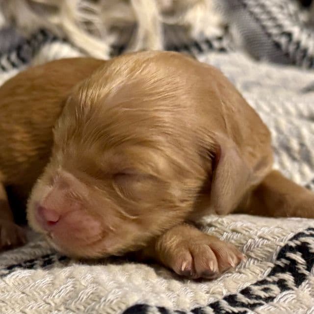 Charlie - Goldendoodle Male