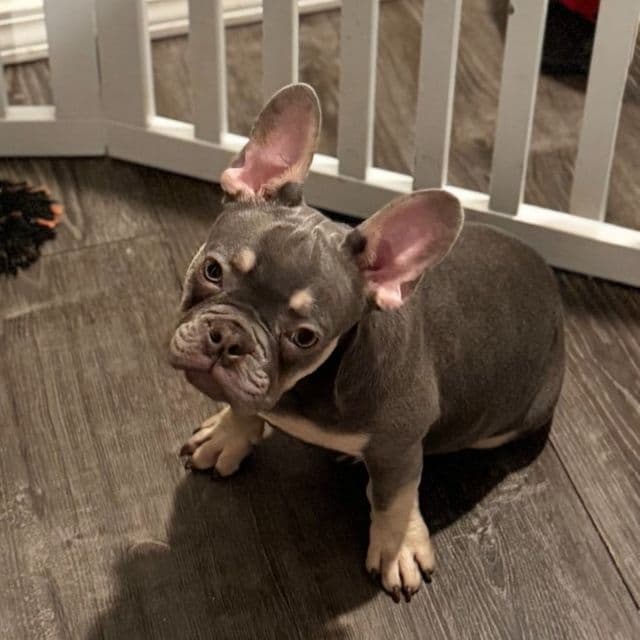 Alphonso “Fonzie” - French Bulldog Male