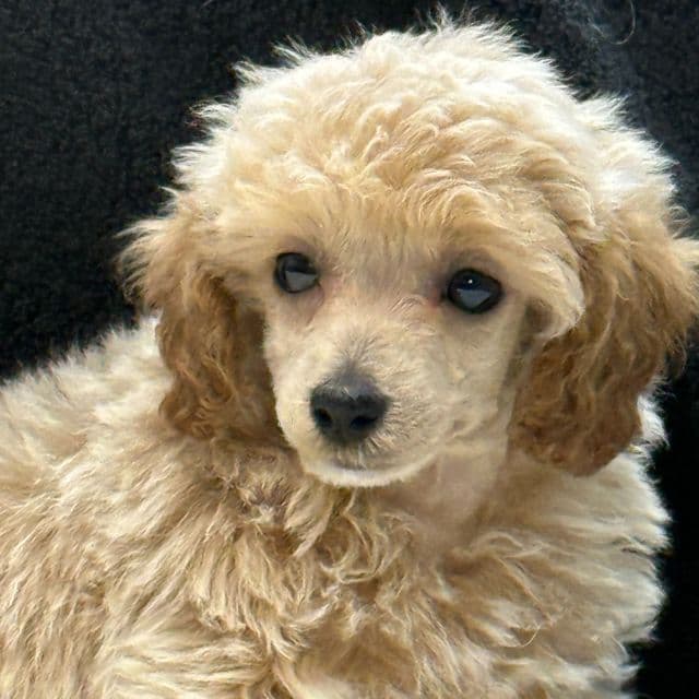 Puffer - Toy Poodle Male