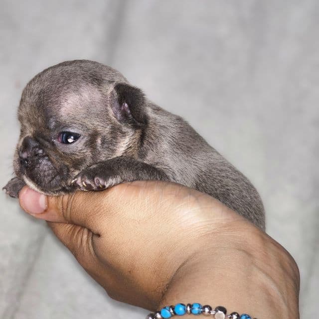 Tiny Teal - French Bulldog Female