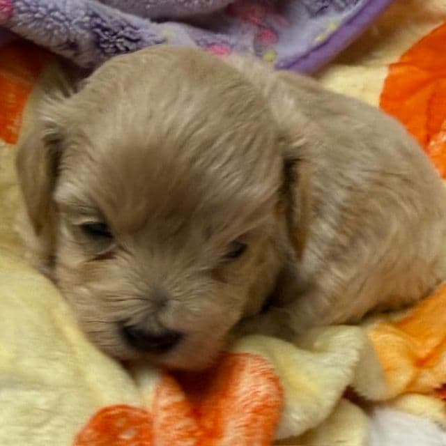 Rory - Maltipoo Female