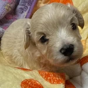 Robbie - Maltipoo Female